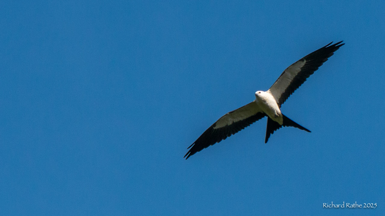 Photo by Richard Rathe Birds, Florida, Swallow_Tailed_Kite