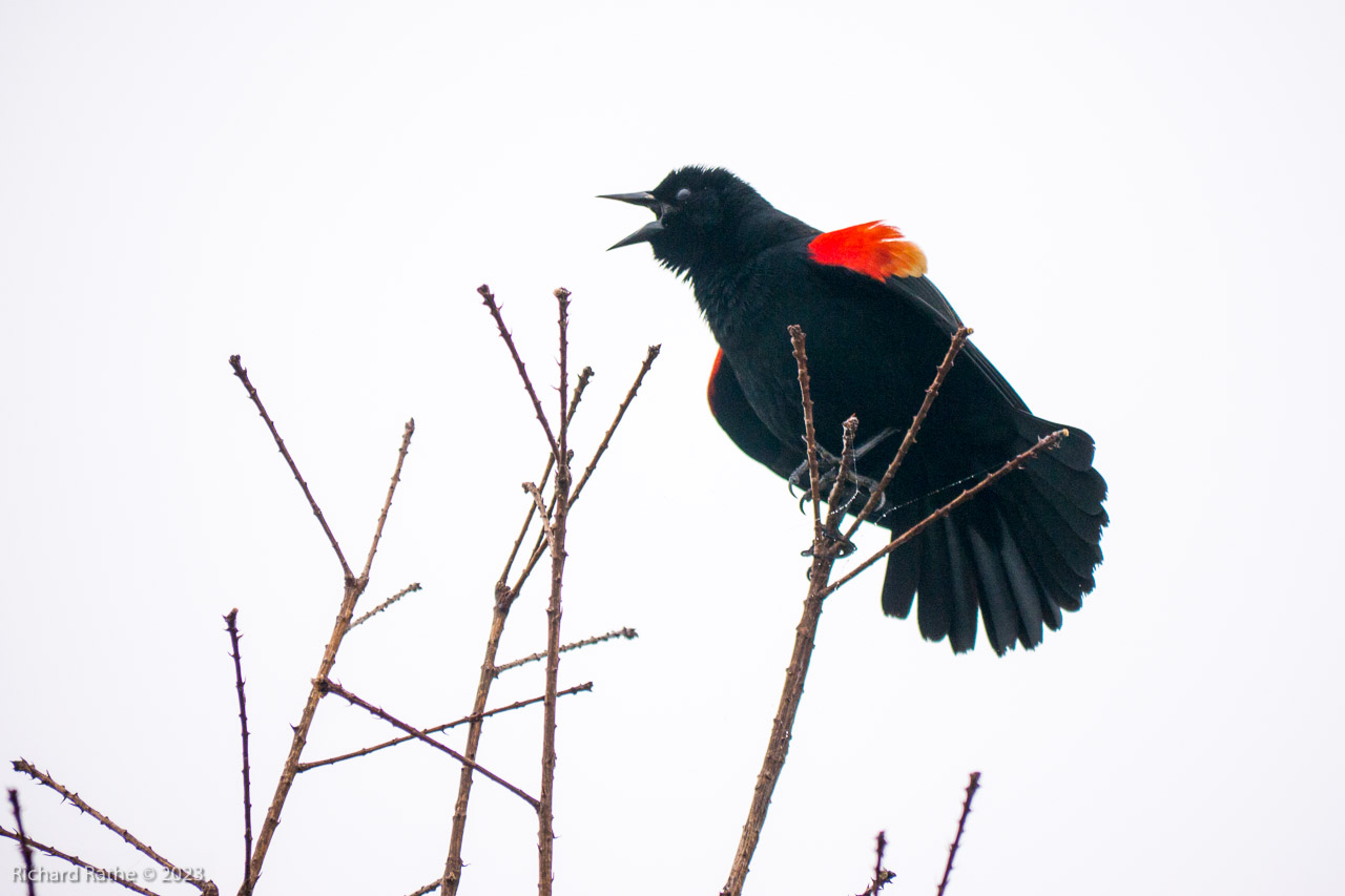Photo by Richard Rathe Birds, Florida, Sweetwater_Wetlands, Red_Winged_Blackbird