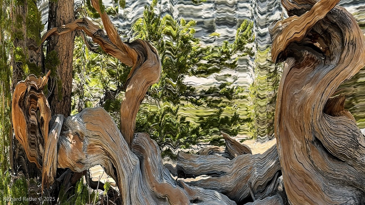 Photo by Richard Rathe Slitscan, Bristlecone, Pines