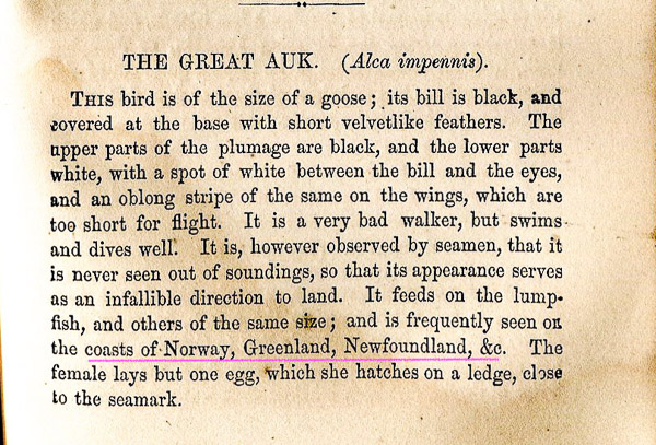 The Great Auk The Great Auk