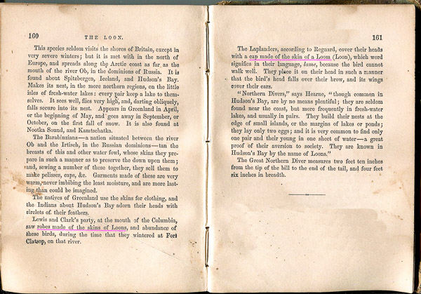 Loon (Pages 2 & 3, Click to Enlarge) Loon (Pages 2 & 3, Click to Enlarge)