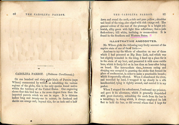 The Carolina Parrot (Click to Enlarge) The Carolina Parrot (Click to Enlarge)