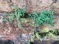 0037 Taliesin 2023 Smooth Cliff Brake Pellaea Glabella 