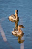 0005 Pied Billed Grebe Sweetwater Wetlands 