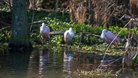 0008 Roseate Spoonbills Sweetwater Wetlands 