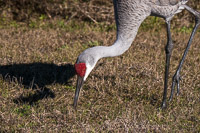 0009 Sand Hill Cranes Sweetwater Wetlands 