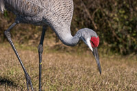 0010 Sand Hill Cranes Sweetwater Wetlands 