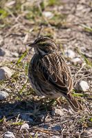 0016 Sweetwater Wetlands 