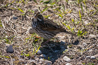 0017 Sweetwater Wetlands 