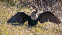 0022 Anhinga Sweetwater Wetlands 