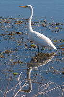 0026 Sweetwater Wetlands 