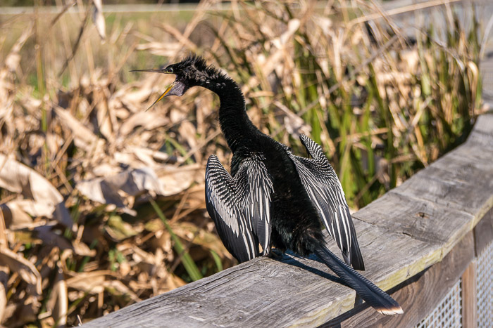 Young Male Anhinga Telling It Like It Is