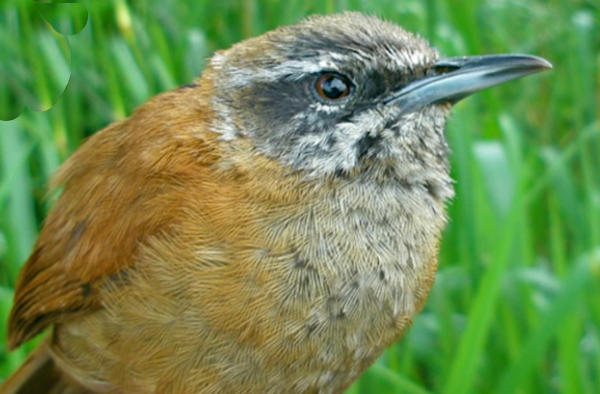 Plain-Tailed Wren (from article)