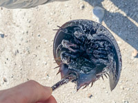 0003 Everglades 2023 Rabbit Key Horseshoe Crab