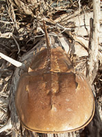 0006 Everglades 2011 Day 2 Rabbit Key Horseshoe Crab