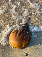 0034 Critters Everglades 2026 