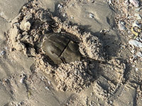 0072 Critters Everglades 2026 