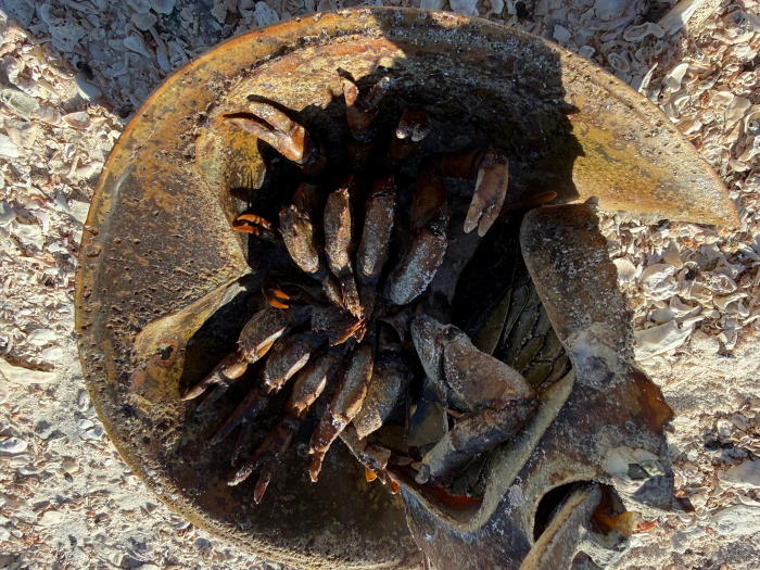 Horseshoe Crab Under the Hood