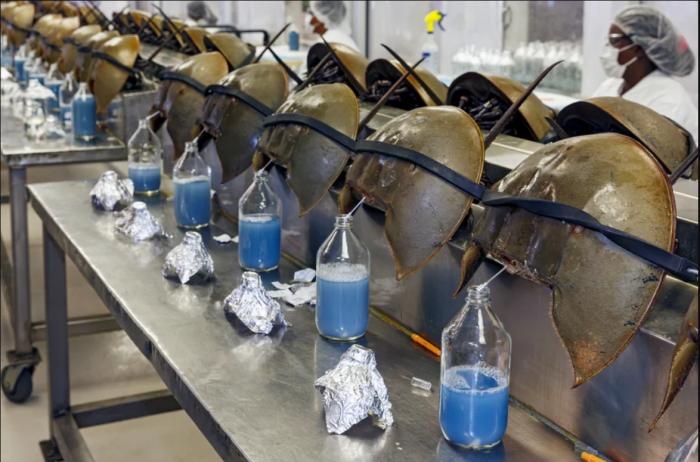 Horseshoe crabs are bled at a facility in Charleston, S.C., 2014 [2]