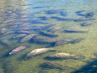 0001 Teco Manatees