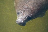 0002 Teco Manatees