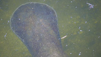 0004 Teco Manatees