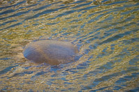 0005 Teco Manatees