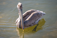 0006 Birds Teco Brown Pelican