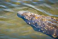 0007 Teco Manatees