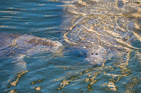 0009 Teco Manatees