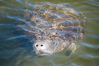 0011 Teco Manatees