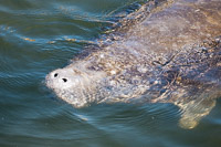 0012 Teco Manatees