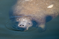 0014 Teco Manatees