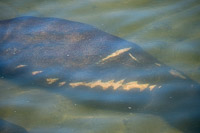 0015 Teco Manatees