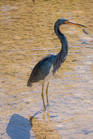 0016 Birds Teco Tri Color Heron