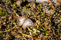 0017 Teco White Peacock Butterfly