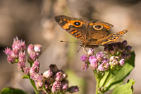 0018 Teco Mangrove Buckeye Butterfly