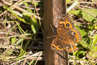 0019 Teco Mangrove Buckeye Butterfly
