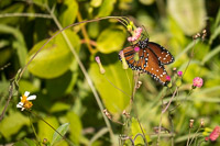 0021 Teco Queen Butterfly