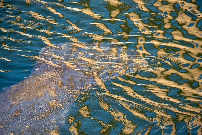 Flat Tail & Reflections