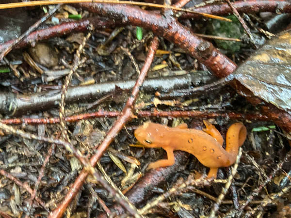 Red Eft on the Move