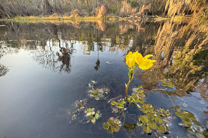Yellow Bladderwort