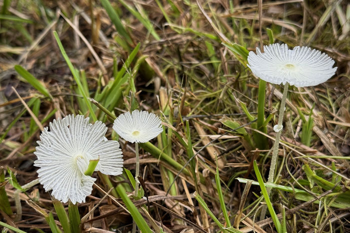 Fragile Dapperlings in the Grass