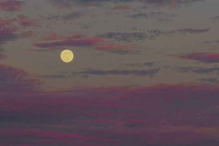 Full Moon with Birds