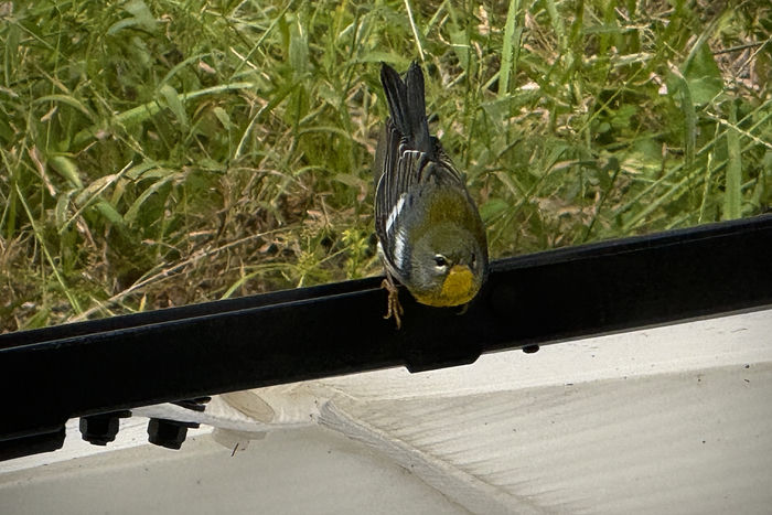Northern Parula Warbler