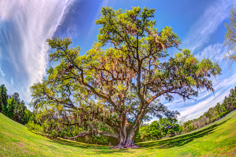 Cellon Oak (Fisheye HDR) Cellon Oak (Fisheye HDR)