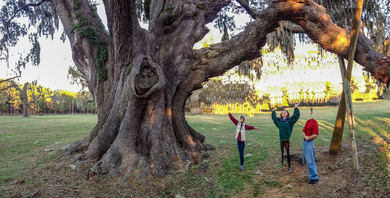 Cellon Oak (Panopainting with Wood Nymphs) Cellon Oak (Panopainting with Wood Nymphs)