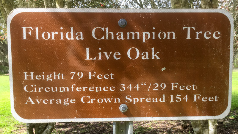 Florida Champion Live Oak Sign Florida Champion Live Oak Sign