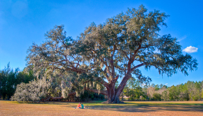 Cellon Oak Picnic (HDR) Cellon Oak Picnic (HDR)