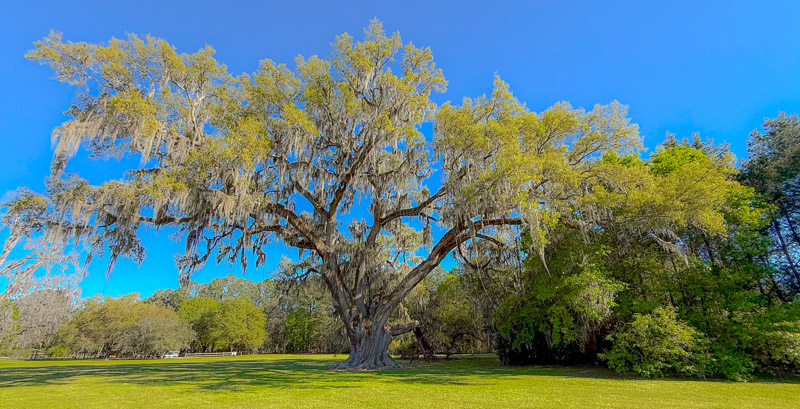Cellon Oak (Spring 2025) Cellon Oak (Spring 2025)